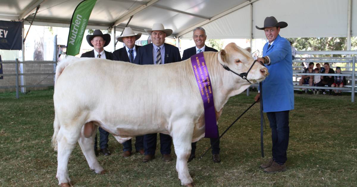 Bandeeka Simmentals lead Perth Royal Show interbreed comp | Farm Weekly