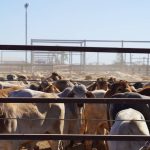 Barefoot Boyd loves his Brahman bulls