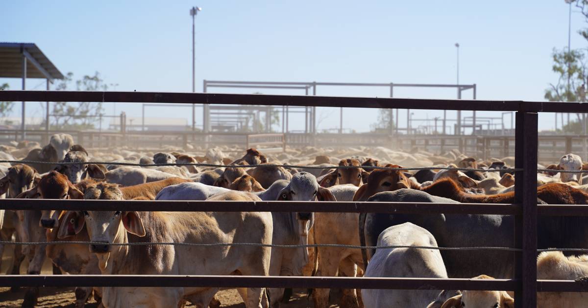 Cattle on the move through Cloncurry yards