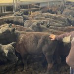 Store steer market remains solid at Sarina