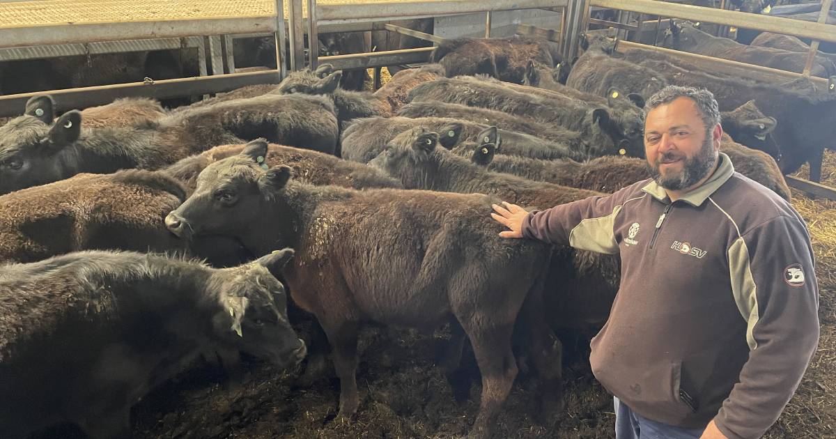 Potential wet summer sends cattle prices higher at Carcoar