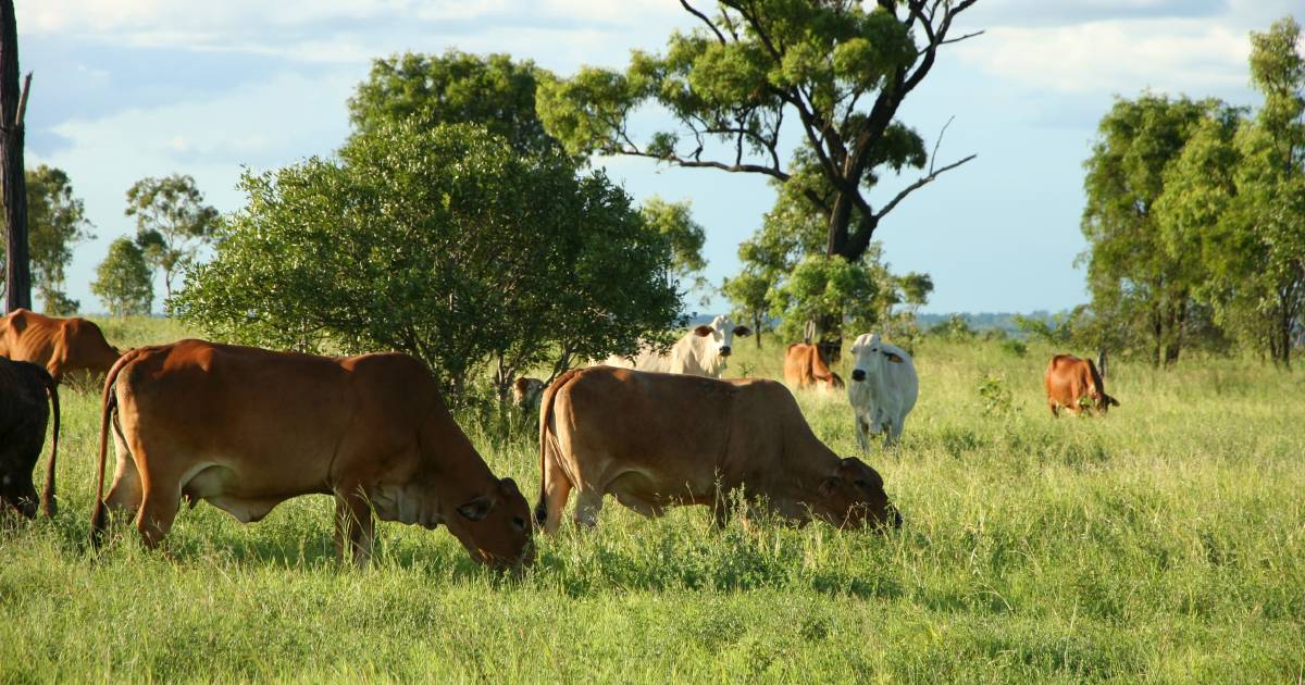 CPC secures highly productive Fitzroy country | Video