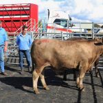 Lighter steer and heifer prices ease in online sales