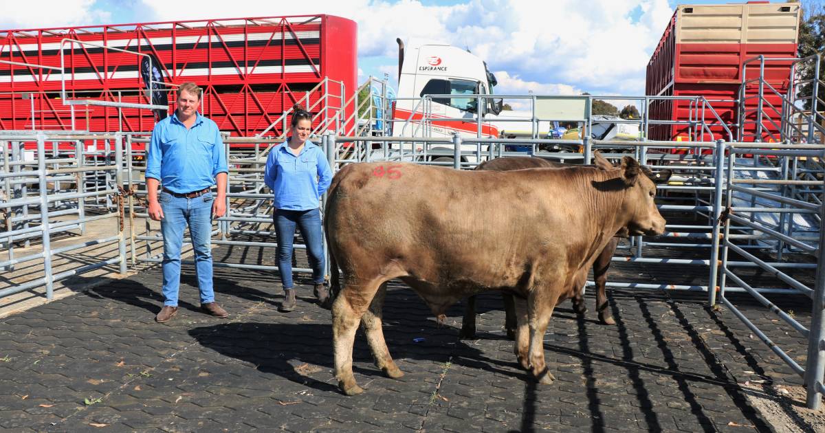 Scott River steers blitz in trade section