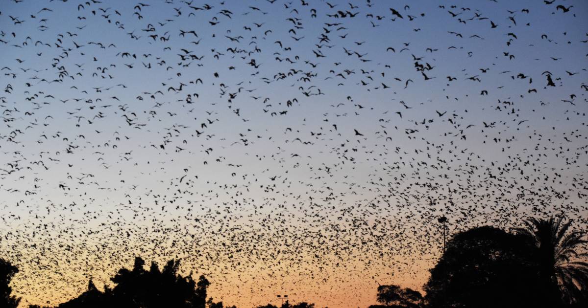 KAP’s Rob Katter hopes latest flying fox relocation effort has worked | North Queensland Register