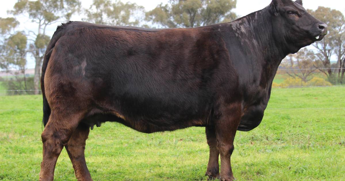 Australian Limousin female record smashed by Summit Livestock | The Land