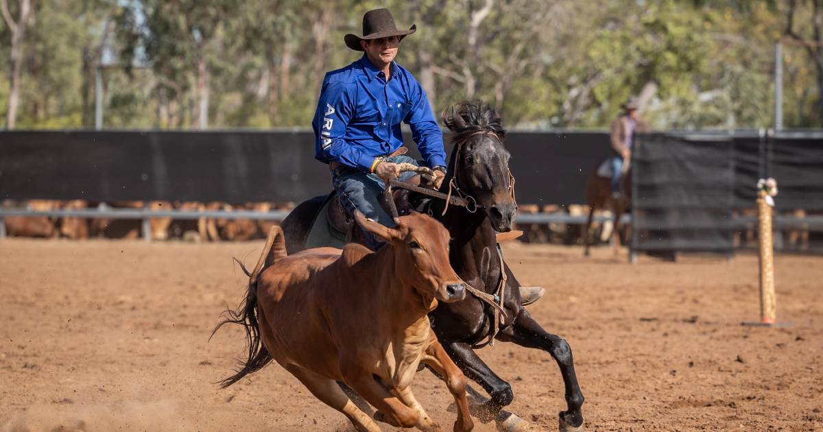 Chinchilla Grandfather Clock campdraft day one ends in four-way tie | VIDEO