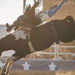 Rockhampton Brahman Week Sale figures reveal an increase in spending trends | Queensland Country Life