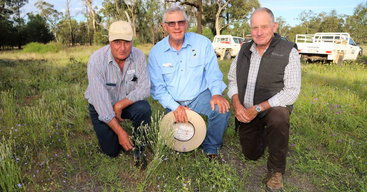 Inland Australia on the alert as conditions ripe for pimelea poisoning | Queensland Country Life