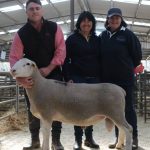 Tellarup Brook Poll Dorset sells to $2200 at on-property ram sale at Manjimup | Farm Weekly