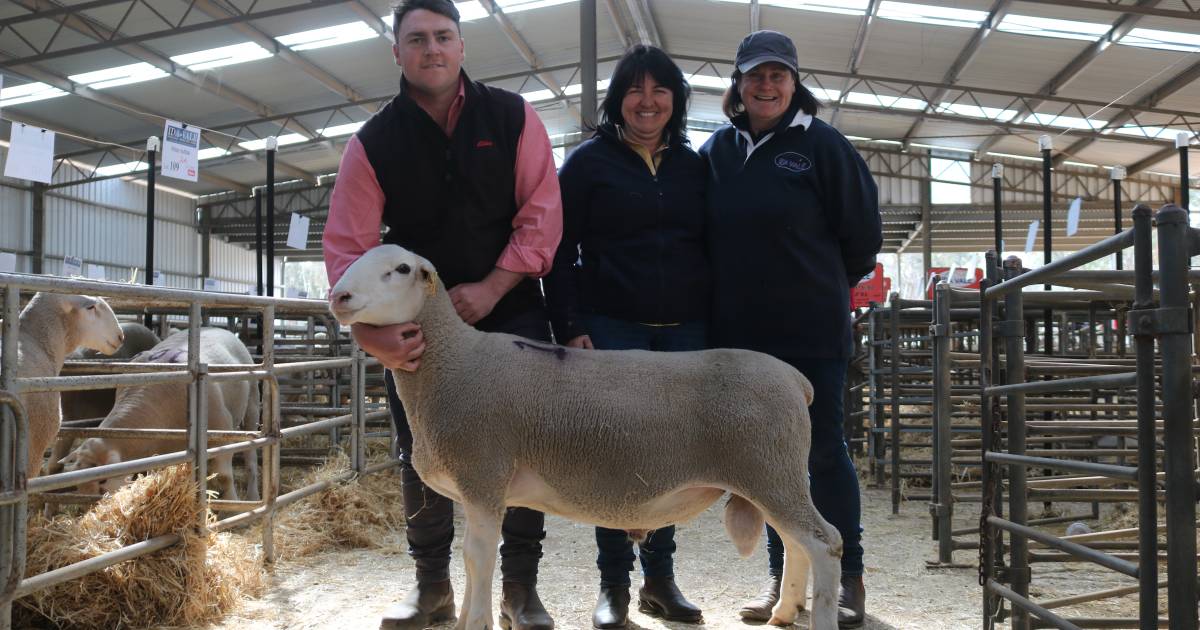 Ida Vale White Suffolk peaks at $5100 at Tamesha Gardner and Andrew Greenup’s 26th annual sale at Kojonup | Farm Weekly