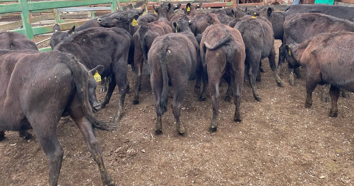 Angus weaner heifers to 639c at Moreton