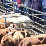 Livestock transporters do their bit for beef's CN30 bid