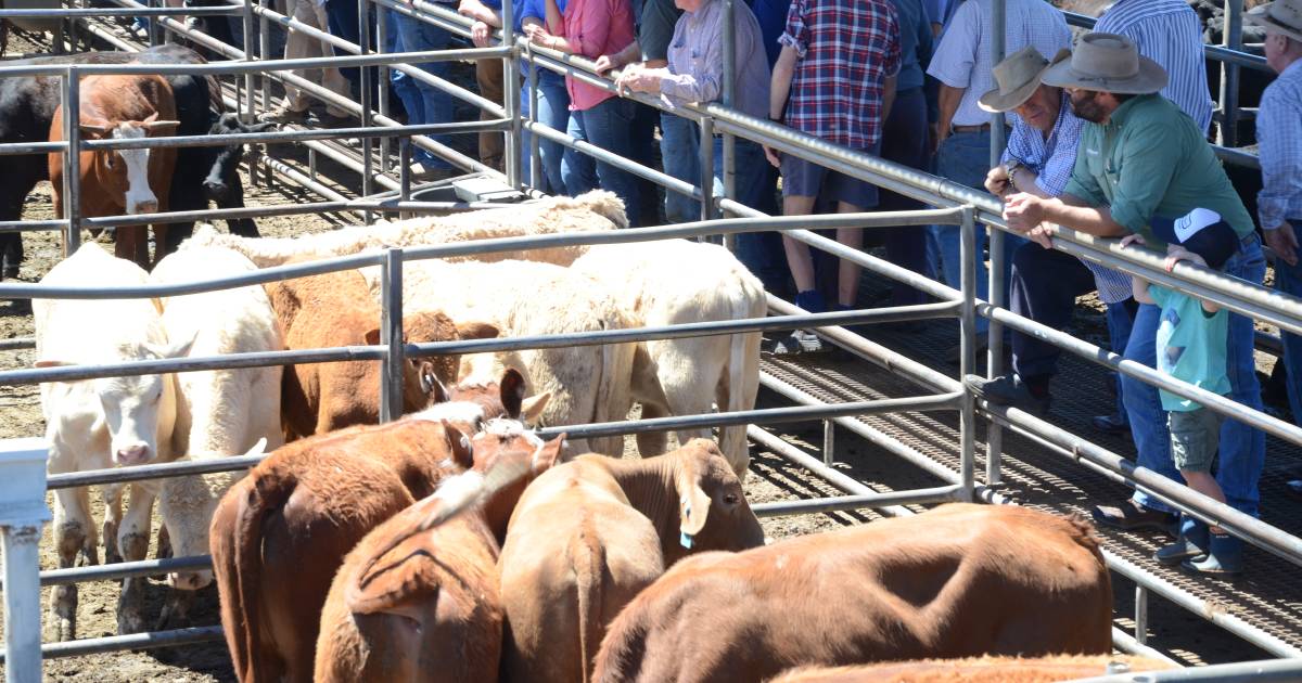 Quality consistent at Dubbo store cattle sale