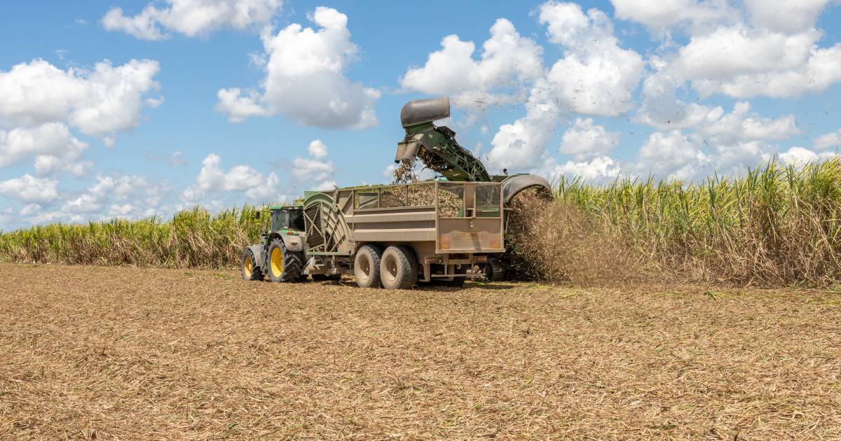 Wilmar Sugar revise crop estimates upwards