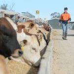 $22,500 for Yonga Downs White Suffolk at Perth Royal Show All Breeds Ram and Ewe Sale. | Farm Weekly