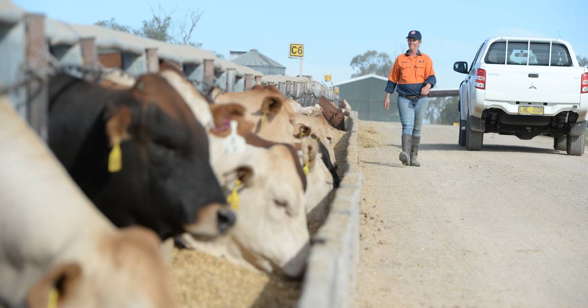 StoneX executes it’s first feeder cattle swap | Queensland Country Life