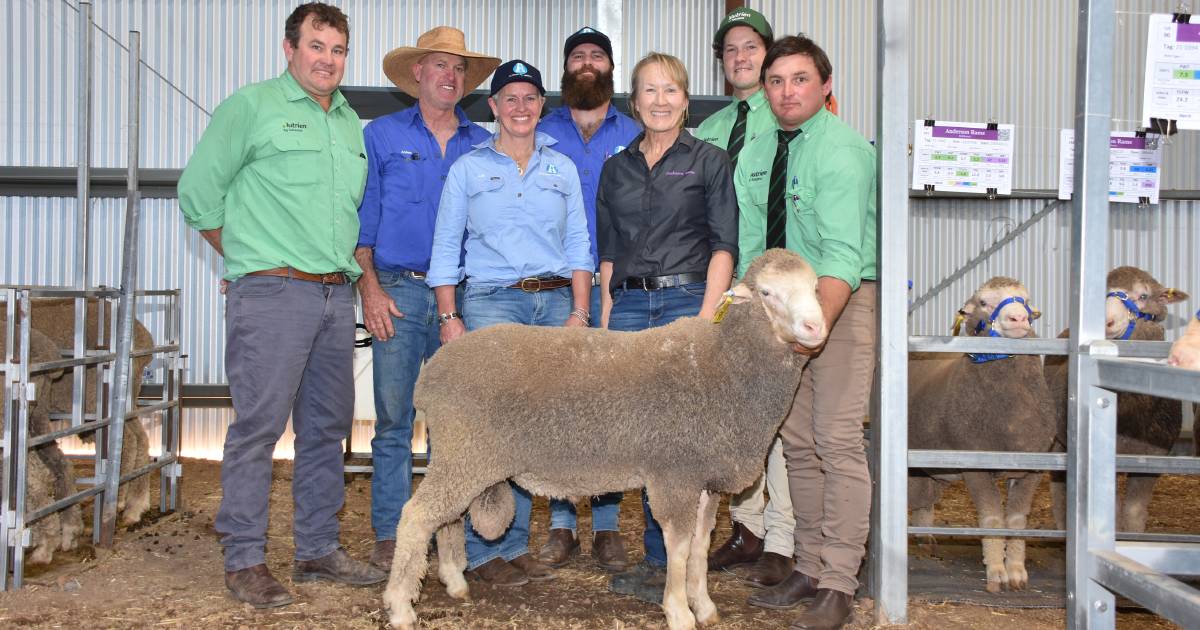 Anderson Poll Merino ram sells for $52,000 to Aloeburn Poll Merinos | The Land