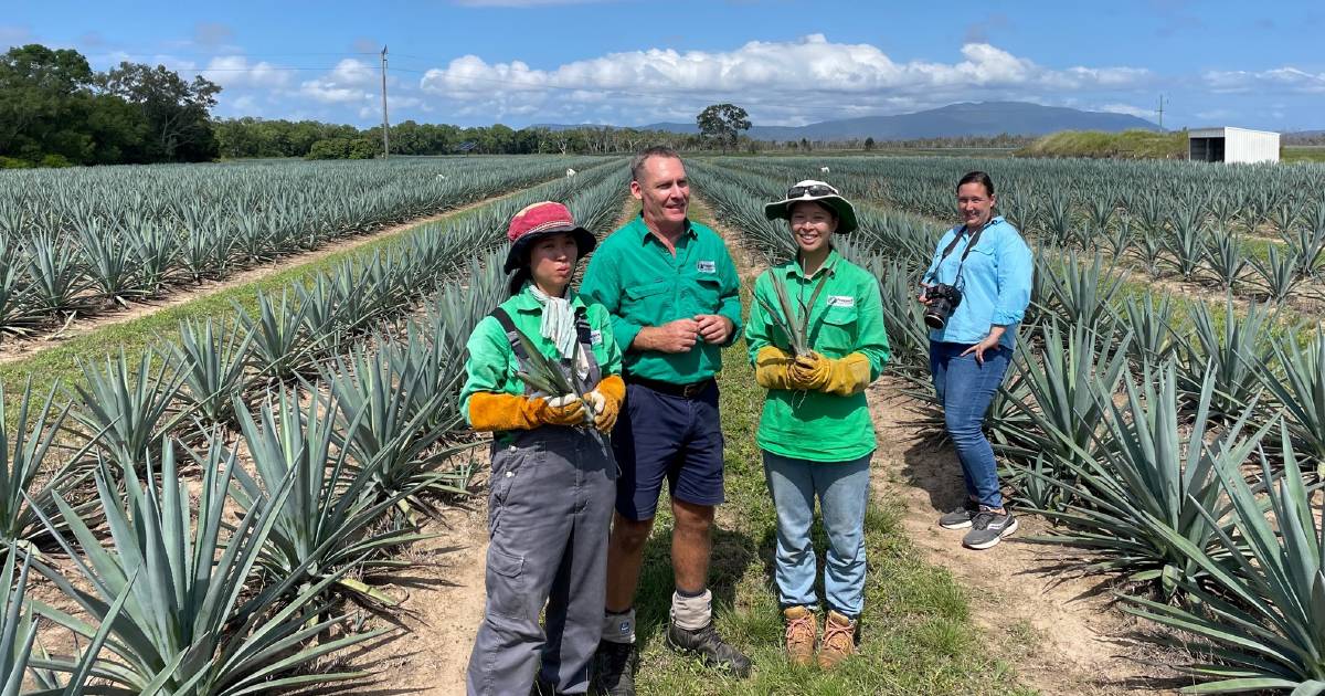 Bowen Gumlu Growers Association hosts Japanese Consul-General | North Queensland Register