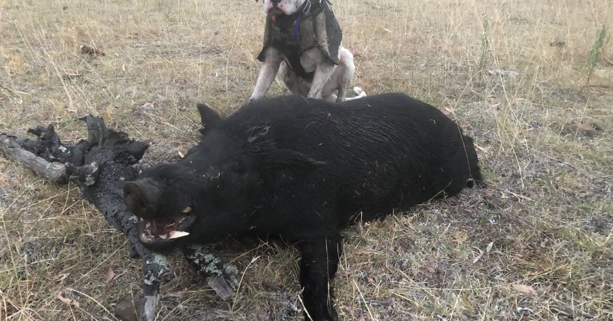 Up to 11,000 pigs a week are being taken by pig hunters | The Land