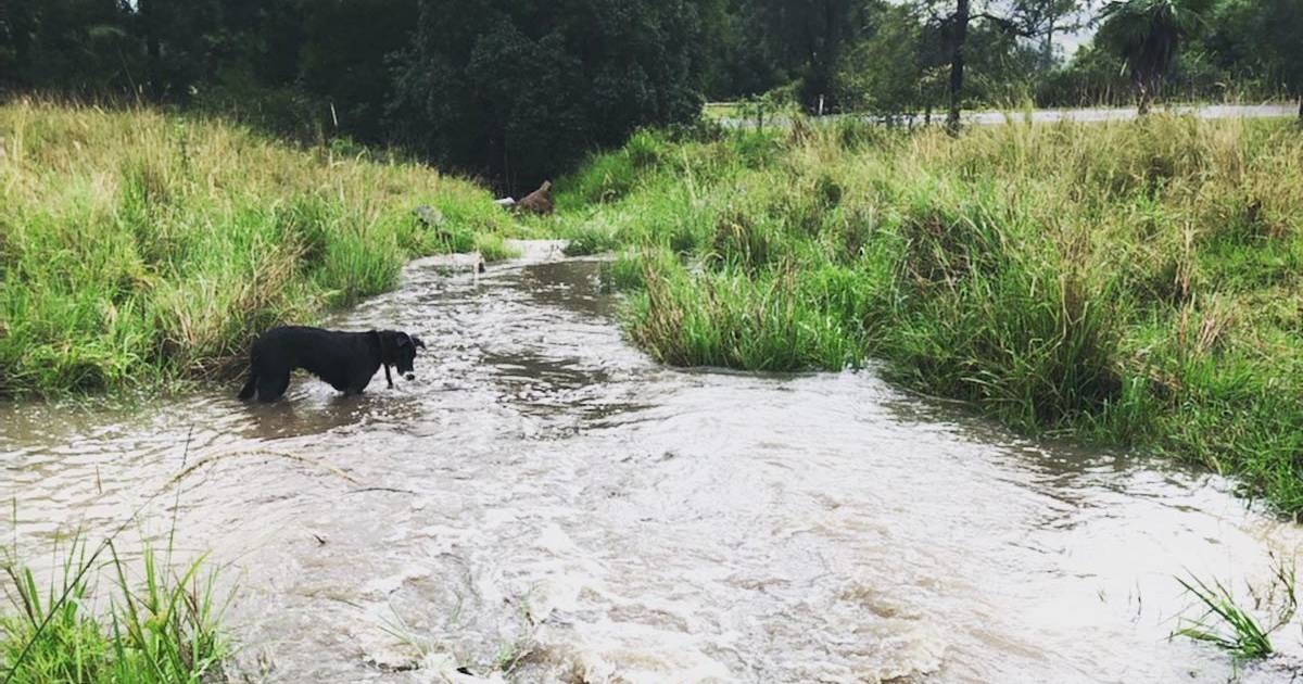 Queensland floods cost farmers $254m, raised concerns about dams: official review | Queensland Country Life