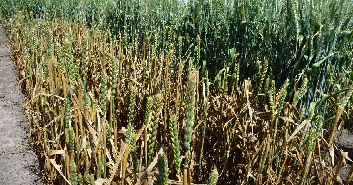 Update on cereal rust protection helping farmers