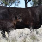 Belleview Brangus stud principals Trevor and Colleen Jorgensen awarded Australian Brangus Cattle Association life membership | Queensland Country Life