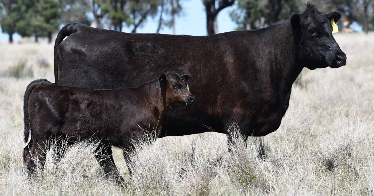 Texas Angus female sells privately for $150,000