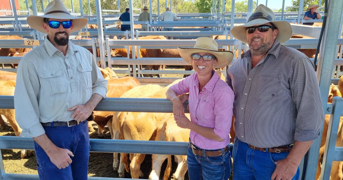 Buyers vie for cows and calves at Beaudesert