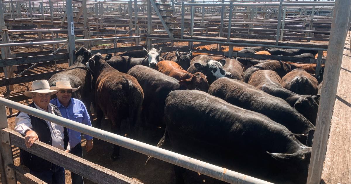 Roma bullocks surpass $3000 mark