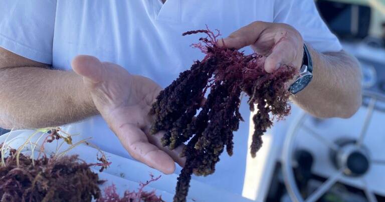 Seaweed feed production scaled-up about 60 kilometres off the Geraldton coast | Farm Weekly