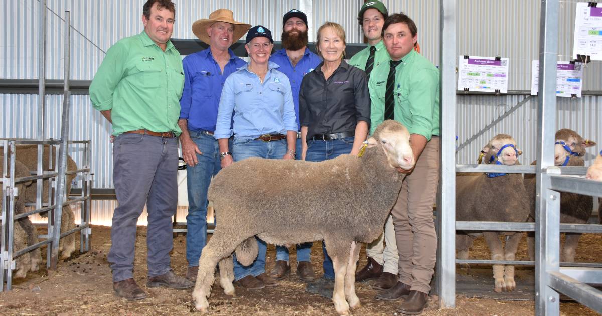 Anderson on-property Poll Merino ram sale at Kojonup sets $52,000 record | Farm Weekly