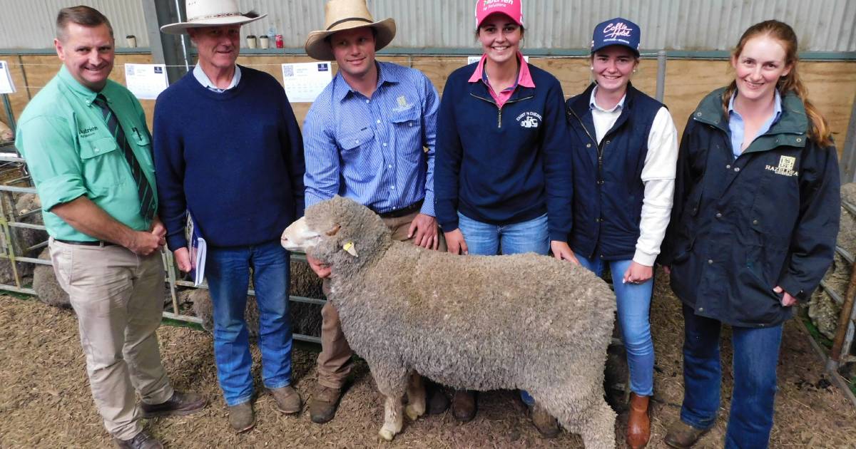 Hazeldean Merino rams hit a top of $13,000, average $4155 | The Land