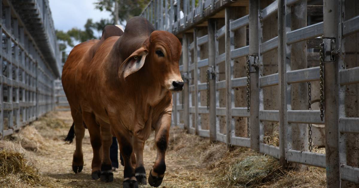 Rockhampton Brahman Week ends with a bang: all the vendor averages