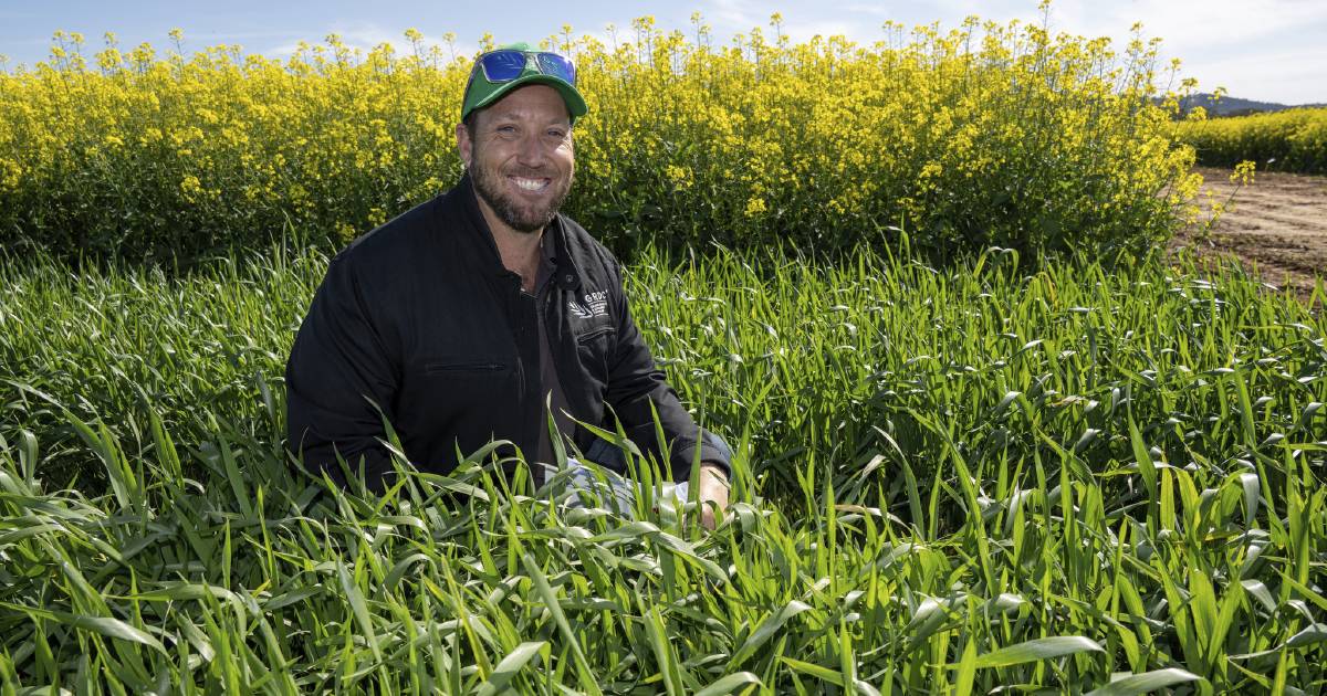 Queensland winter crop sowing guide reveals how eight new wheat, barley varieties stack up to the competition | Queensland Country Life