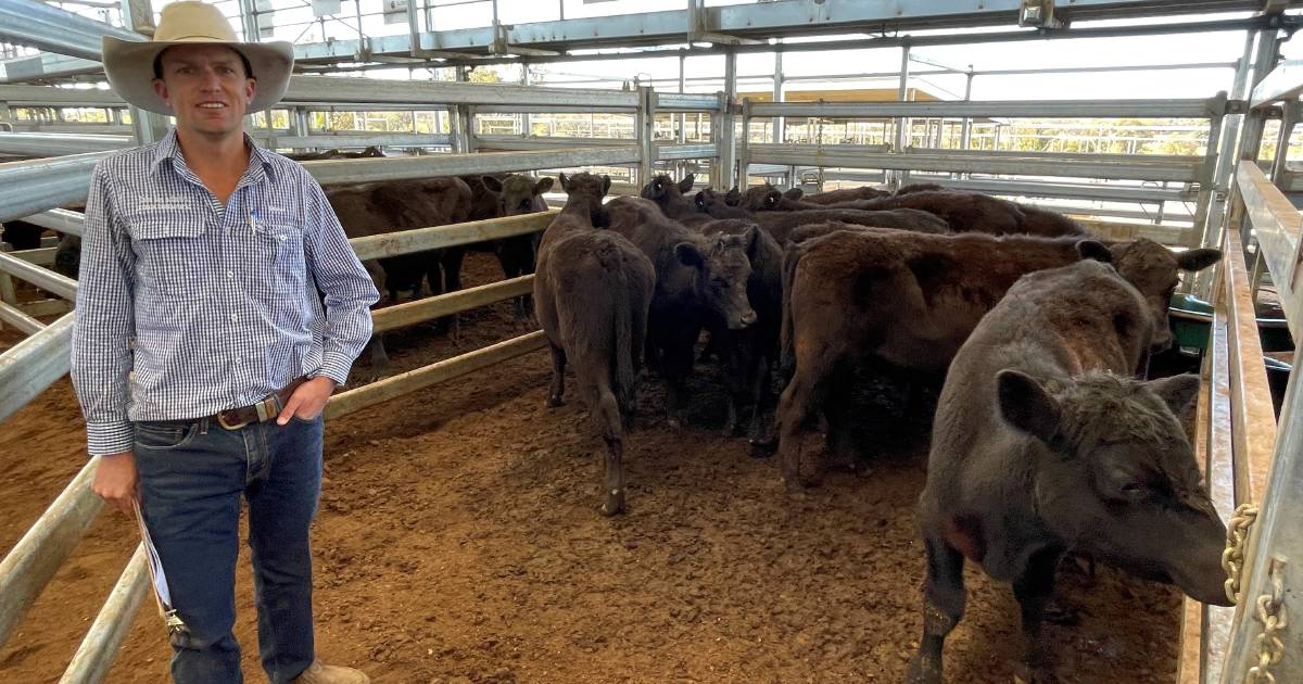 Steers to 788c/kg and heifers to 708c/kg at Inverell sale | The Land