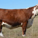 2022 Heifer price discounts | Beef Magazine