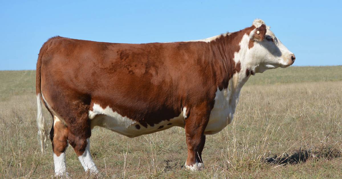 Re-boot for Wonderview Poll Herefords with purchase of Kanimbla herd | The Land