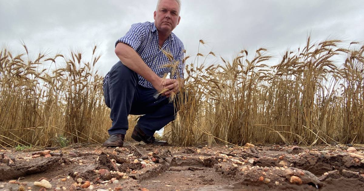 CQ growers hanging on as heavy rain drenches crops | Queensland Country Life