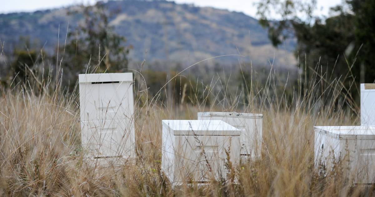 Beekeepers banned from Queensland’s national parks from 2045 | Queensland Country Life