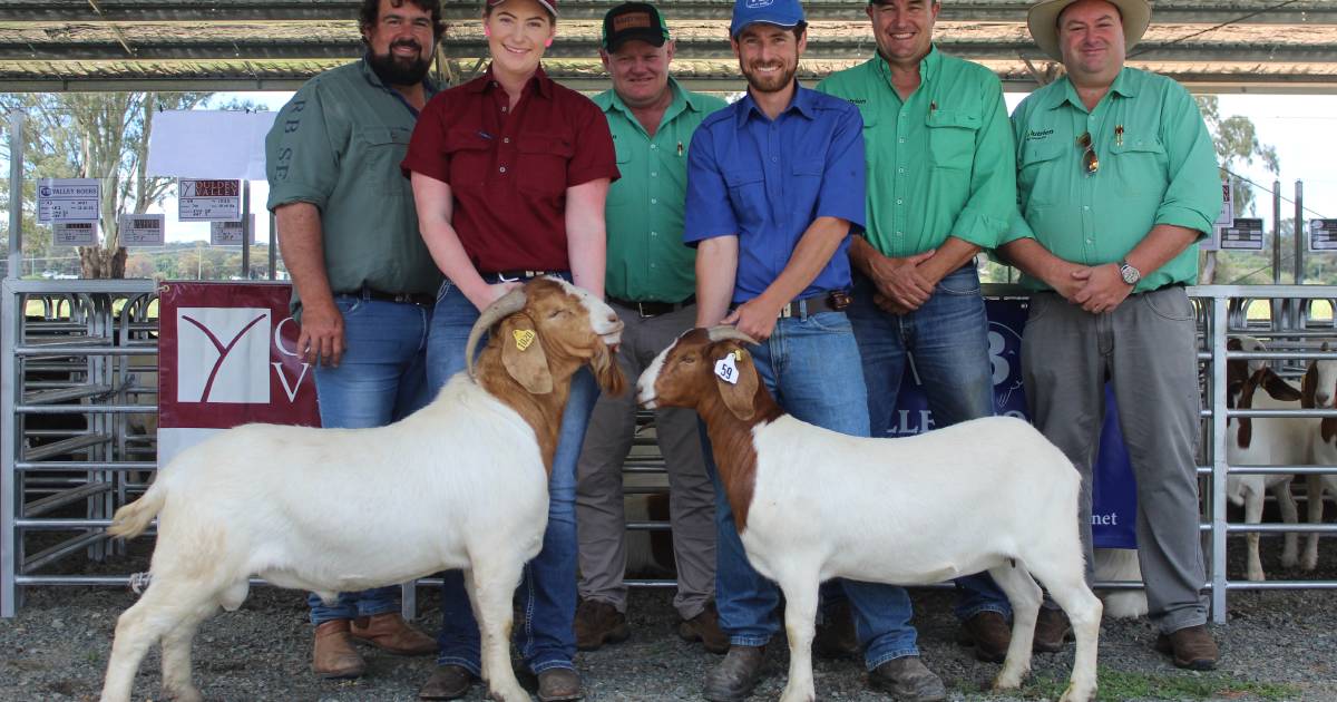 Top buck goes for $5000 at second annual NSW Boer Goat Auction | The Land