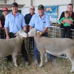 Golden Hill White Suffolk tops at $6000 | Farm Weekly