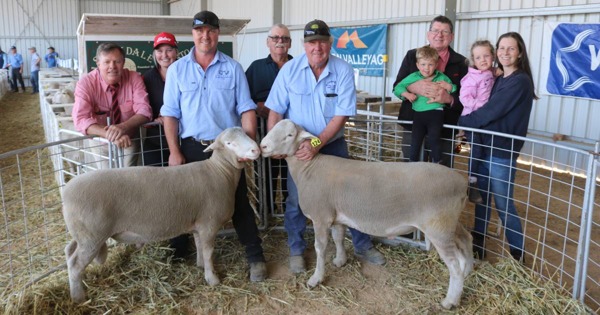 Stockdale White Suffolk ram makes $3100 at York | Farm Weekly