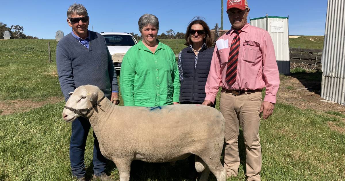 Brimfield White Suffolk tops at $3600 at on-property ram sale, Kendenup | Farm Weekly