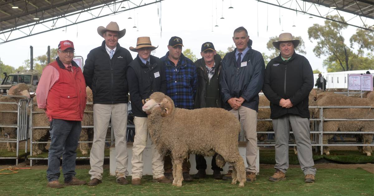 Egelabra Merino stud sells rams to every Eastern state | The Land