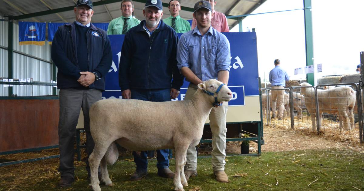 Valley Vista Poll Dorset ram sale hits $10,000 | The Land