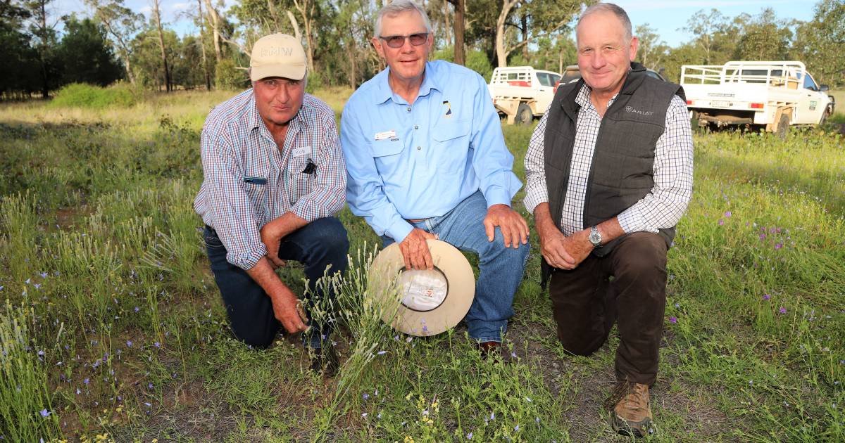 Fears of expected pimelea problem evident at Begonia update | Queensland Country Life