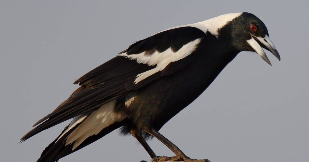 Latest backyard bird count prompts concern about threatened species