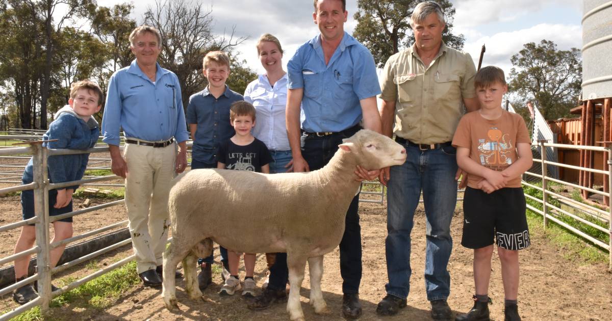 $2600 top price and $1328 average for Wilgarna ram sale at Boyup Brook | Farm Weekly