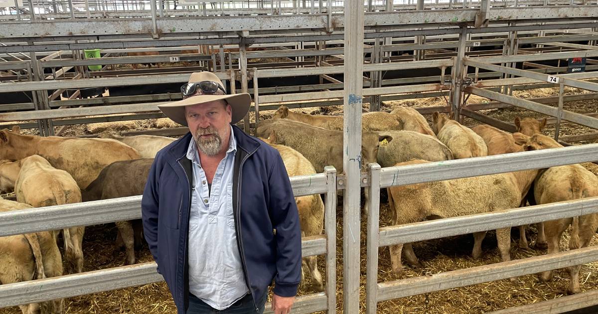 Heifers selling hot at Wodonga